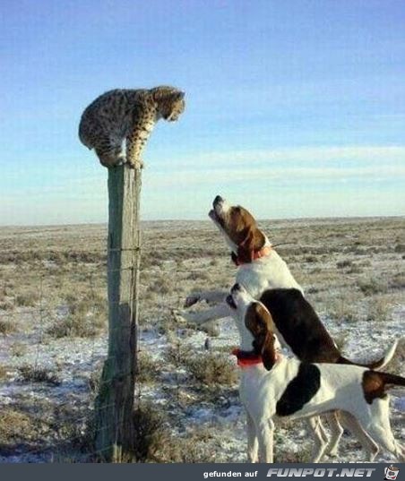tiere37 tiere37