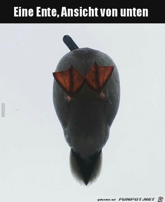 Ente von unten Ente von unten
