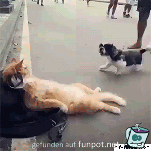 Los steh auf Los steh auf