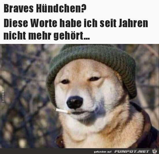 braves Hündchen....... braves Hündchen.......