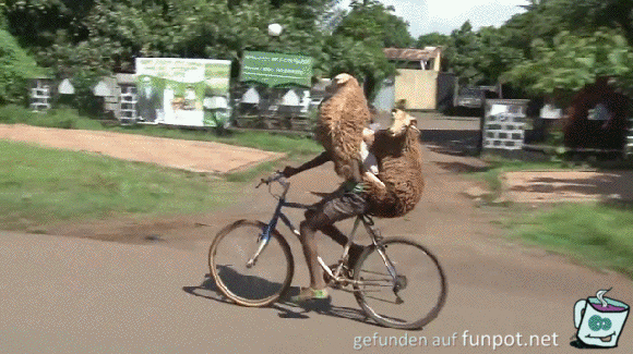 Schaf-Transport Schaf-Transport