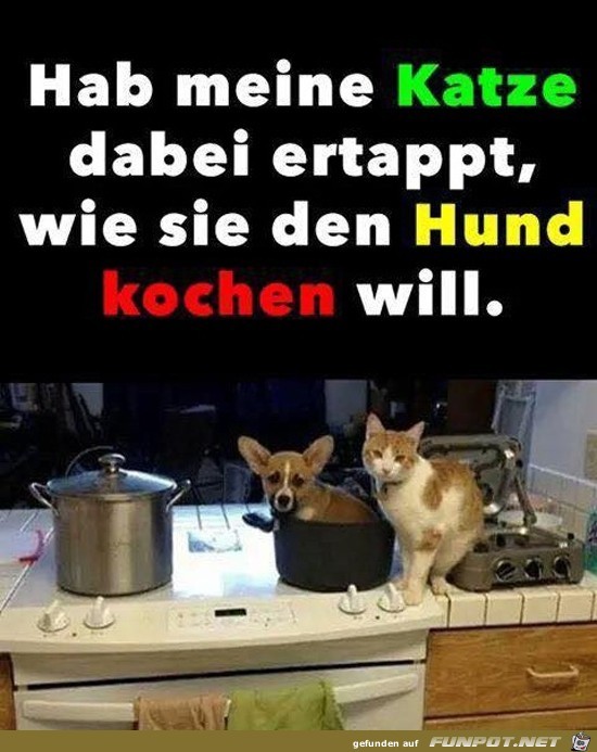 Heute gibt es Hund