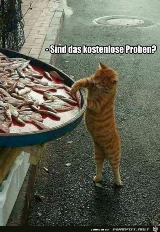 Das Buffet ist eröffnet Das Buffet ist eröffnet