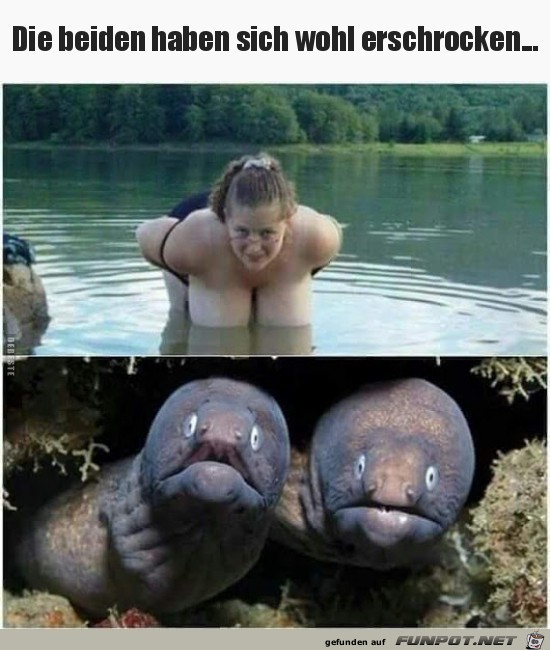 Fische erschrecken Fische erschrecken