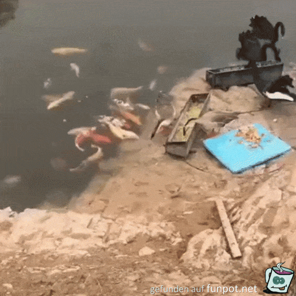 Auch was für die Fisch-Kumpels Auch was für die Fisch-Kumpels