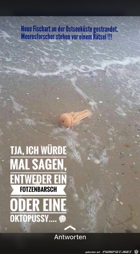 Barsch Barsch