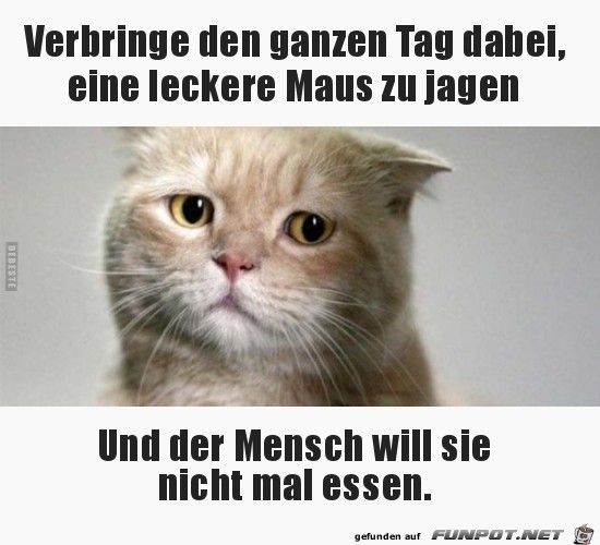 Bser Mensch