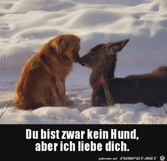 herzige Tierbilder