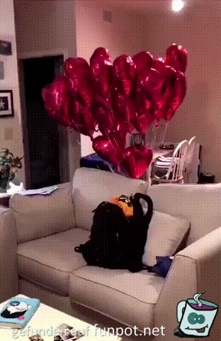 Herzluftballons Herzluftballons