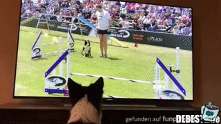 Fan Fan