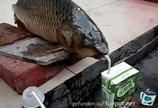 Fisch trinkt ber Strohhalm