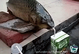 Fisch trinkt über Strohhalm Fisch trinkt über Strohhalm