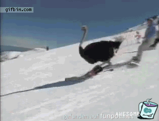 Strauß macht Skiausflug Strauß macht Skiausflug