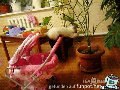 selbst schuld selbst schuld