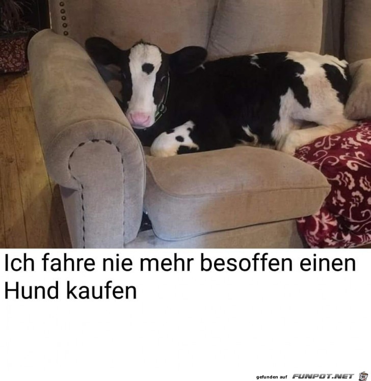 hund kaufen