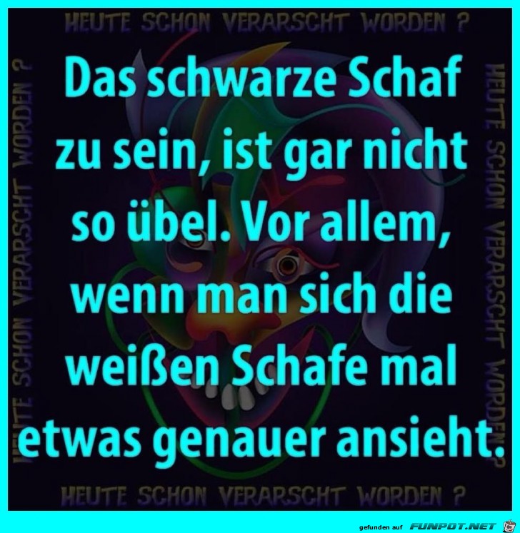 Schafe Schafe