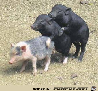 tiere42 tiere42