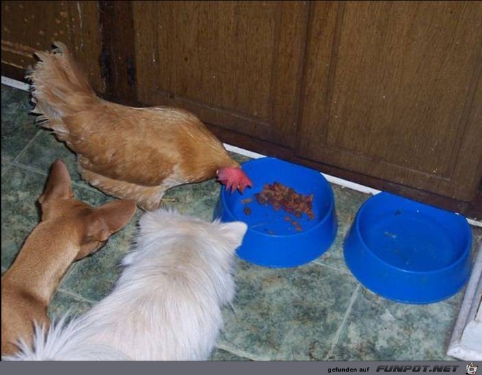 tiere43 tiere43