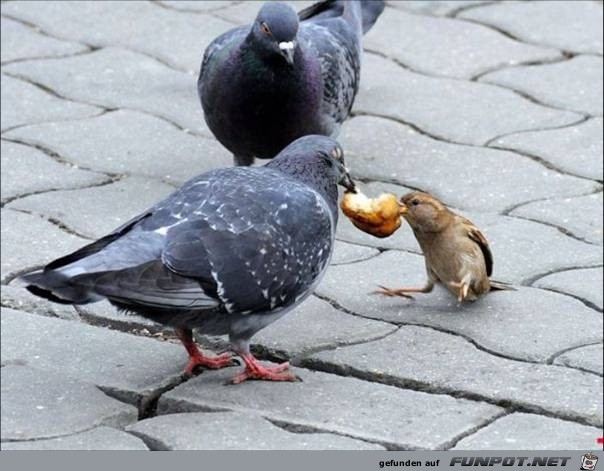 tiere44 tiere44