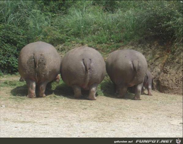 tiere45 tiere45