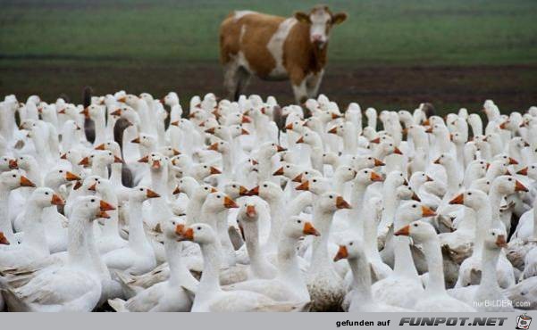 tiere48 tiere48