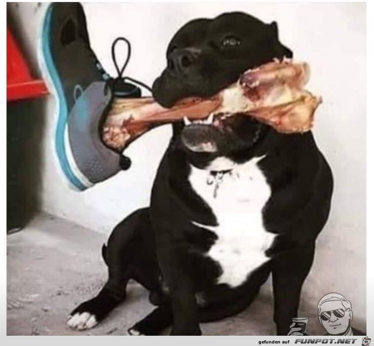 Hunger Hunger