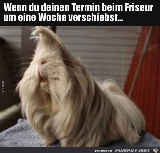 Friseur wäre nötig Friseur wäre nötig