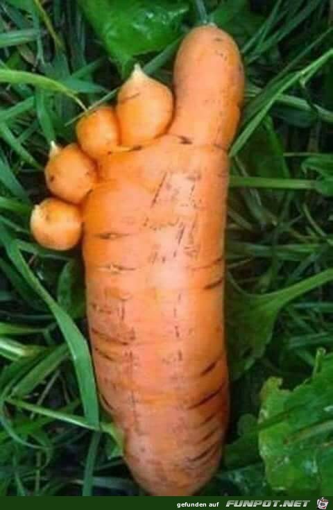 Karotten zehen