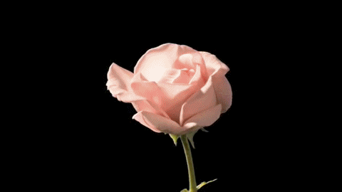 Zeitraffer - Rose Zeitraffer - Rose