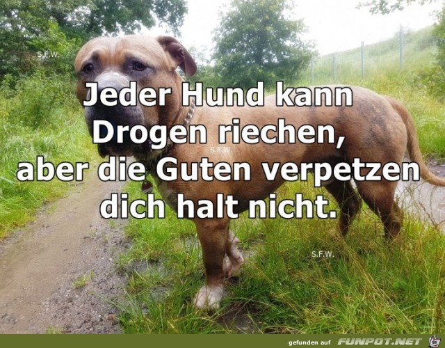 Jeder Hund kann