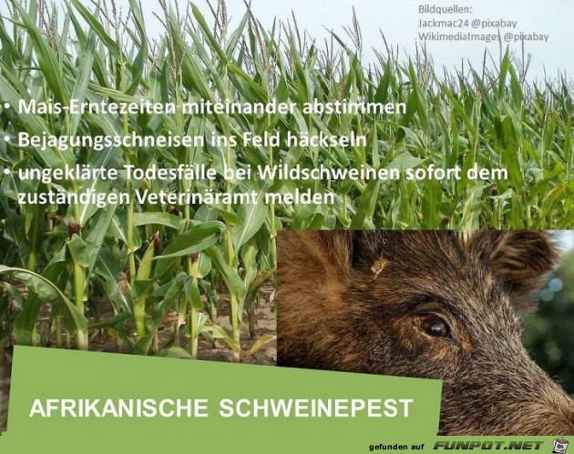 Afrikanische Schweinepest