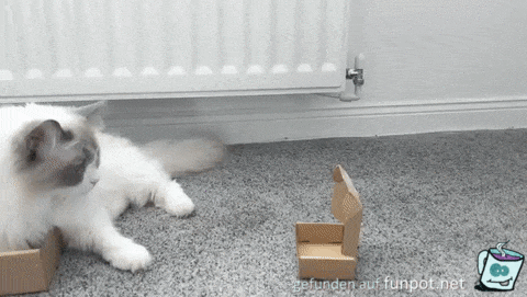 Katze passt in jeden Karton