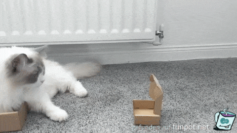 Katze passt in jeden Karton Katze passt in jeden Karton