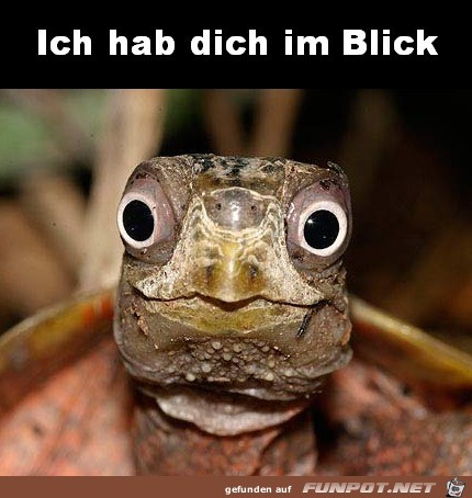 Ich hab dich im Blick Ich hab dich im Blick