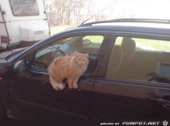 Coole Katze Coole Katze