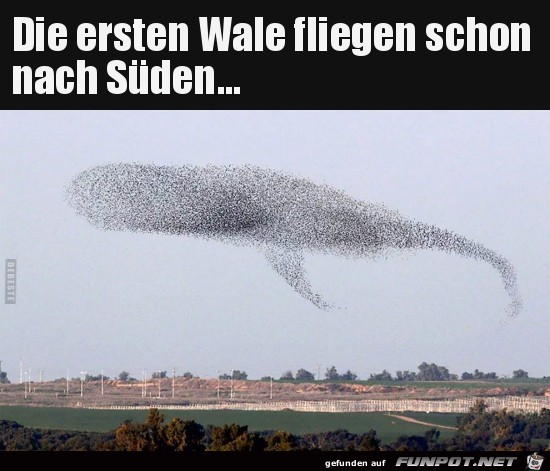 Ein Wal am Himmel Ein Wal am Himmel
