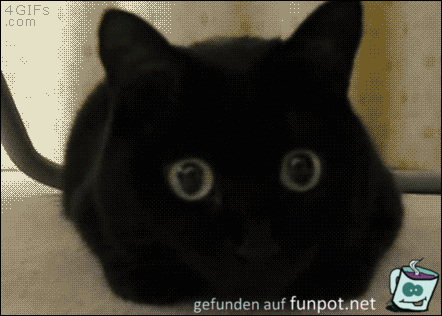 Schwarze Katze