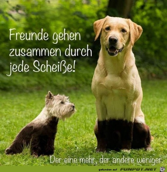 Freunde Freunde