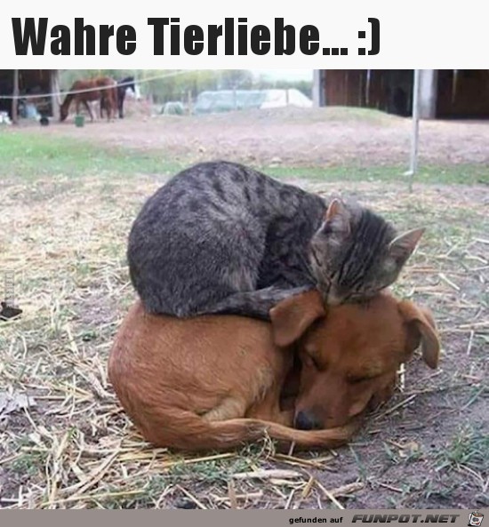 So sieht Tierliebe aus So sieht Tierliebe aus