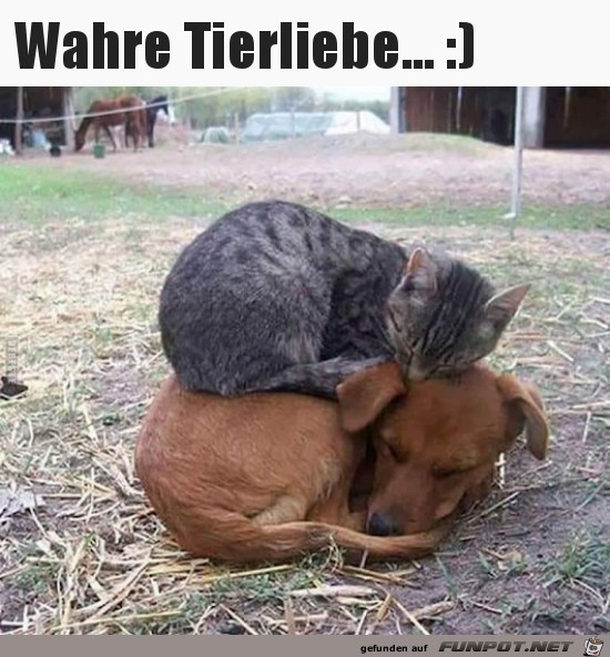 So sieht Tierliebe aus