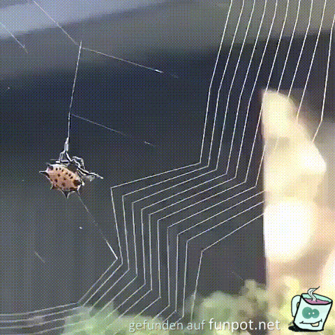 So baut die Spinne ihr Netz