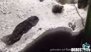 Streit unter Nachbarn Streit unter Nachbarn
