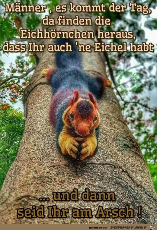 Eichhörnchen Eichhörnchen