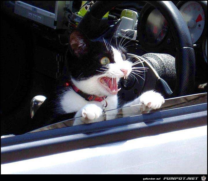 tiere52 tiere52