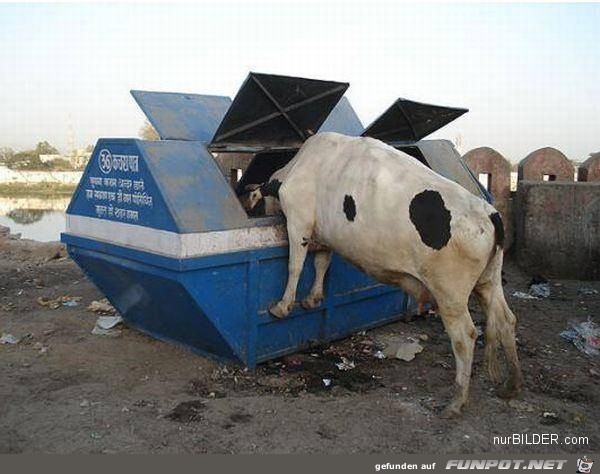 tiere54 tiere54