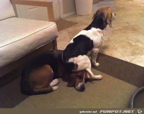 tiere55 tiere55