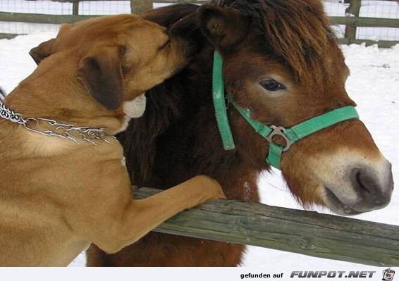 tiere56 tiere56