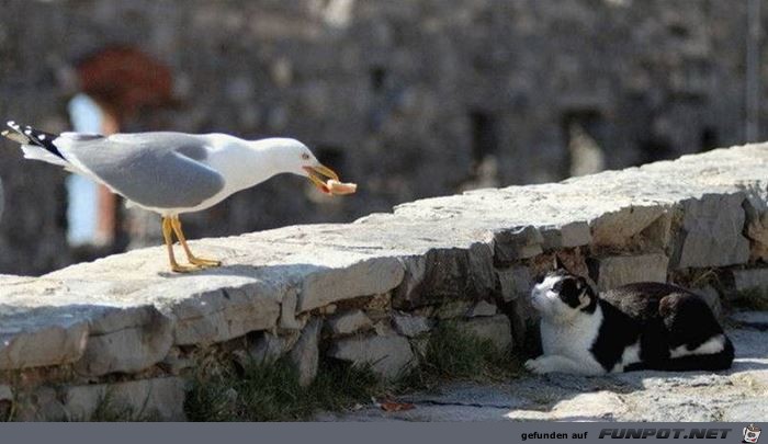 tiere58 tiere58