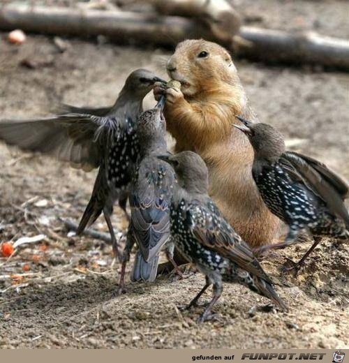 tiere59 tiere59