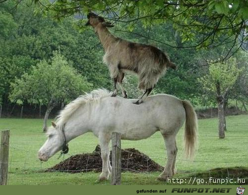 tiere60 tiere60